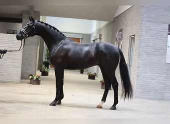 Dänisches Warmblut, Wallach, 4 Jahre, 170 cm, Rappe