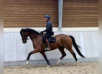 Dänisches Warmblut, Wallach, 4 Jahre, 172 cm, Hellbrauner