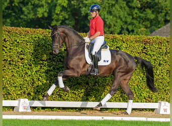 Dänisches Warmblut, Wallach, 4 Jahre, 173 cm, Schwarzbrauner