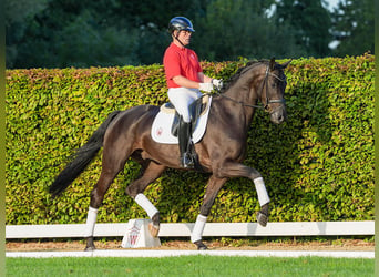 Dänisches Warmblut, Wallach, 4 Jahre, 173 cm, Schwarzbrauner