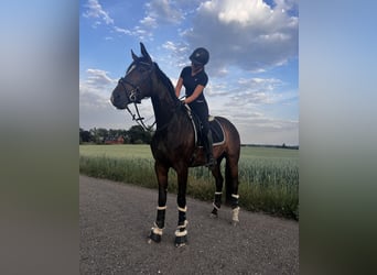 Dänisches Warmblut, Wallach, 4 Jahre, 174 cm, Dunkelbrauner