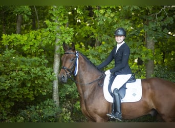 Dänisches Warmblut, Wallach, 4 Jahre, 176 cm, Brauner