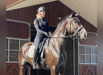 Dänisches Warmblut, Wallach, 4 Jahre, 180 cm, Rappe