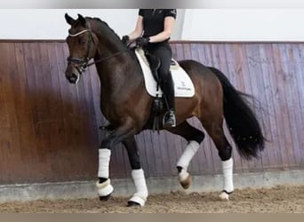 Dänisches Warmblut, Wallach, 5 Jahre, 167 cm, Dunkelbrauner