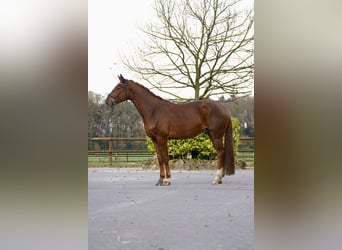 Dänisches Warmblut, Wallach, 5 Jahre, 167 cm, Fuchs