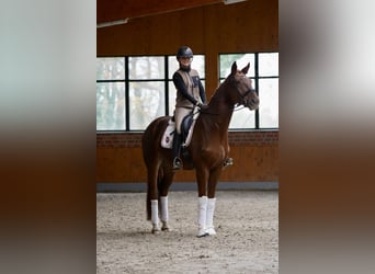 Dänisches Warmblut, Wallach, 5 Jahre, 167 cm, Fuchs