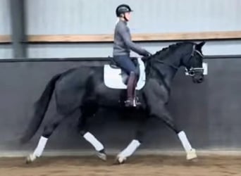 Dänisches Warmblut, Wallach, 5 Jahre, 169 cm, Rappe