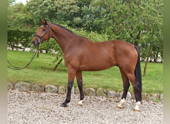 Dänisches Warmblut, Wallach, 5 Jahre, 170 cm, Brauner