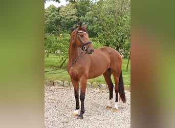 Dänisches Warmblut, Wallach, 5 Jahre, 170 cm, Brauner