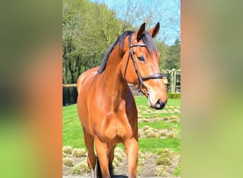 Dänisches Warmblut, Wallach, 5 Jahre, 170 cm, Brauner