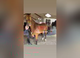 Dänisches Warmblut, Wallach, 5 Jahre, 170 cm, Hellbrauner
