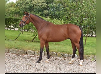 Dänisches Warmblut, Wallach, 5 Jahre, 170 cm, Hellbrauner