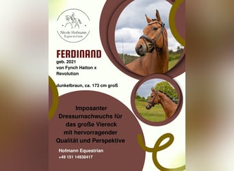 Dänisches Warmblut, Wallach, 5 Jahre, 172 cm, Brauner