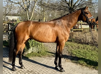 Dänisches Warmblut, Wallach, 5 Jahre, 172 cm, Brauner