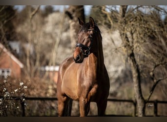 Dänisches Warmblut, Wallach, 5 Jahre, 174 cm, Hellbrauner