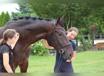 Dänisches Warmblut, Wallach, 5 Jahre, 182 cm, Dunkelbrauner