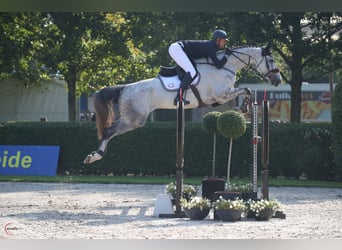 Dänisches Warmblut, Wallach, 5 Jahre, 182 cm, Schimmel