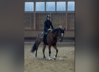 Dänisches Warmblut, Wallach, 6 Jahre, 155 cm, Brauner