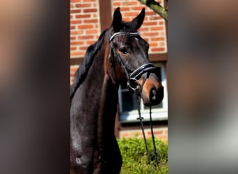 Dänisches Warmblut, Wallach, 6 Jahre, 166 cm, Dunkelbrauner