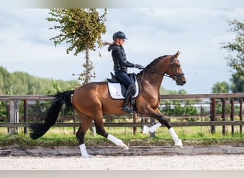 Dänisches Warmblut, Wallach, 6 Jahre, 170 cm, Brauner