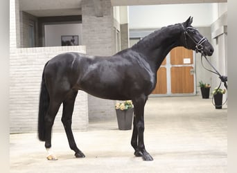 Dänisches Warmblut, Wallach, 6 Jahre, 170 cm, Rappe
