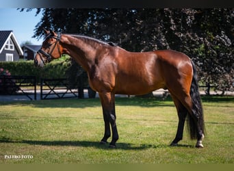 Dänisches Warmblut, Wallach, 6 Jahre, 171 cm, Brauner
