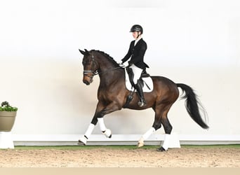 Dänisches Warmblut, Wallach, 6 Jahre, 172 cm, Brauner