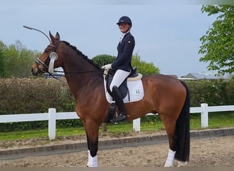Dänisches Warmblut, Wallach, 6 Jahre, 172 cm, Brauner
