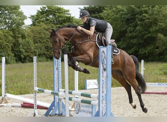 Dänisches Warmblut, Wallach, 6 Jahre, 174 cm, Brauner