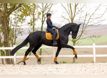 Dänisches Warmblut, Wallach, 6 Jahre, 185 cm, Rappe