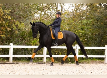 Dänisches Warmblut, Wallach, 6 Jahre, 185 cm, Rappe