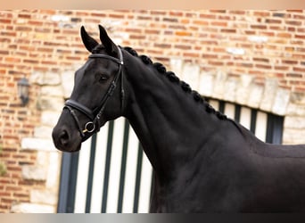 Dänisches Warmblut, Wallach, 6 Jahre, 185 cm, Rappe