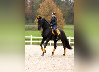 Dänisches Warmblut, Wallach, 6 Jahre, 185 cm, Rappe