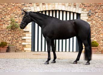 Dänisches Warmblut, Wallach, 6 Jahre, 185 cm, Rappe