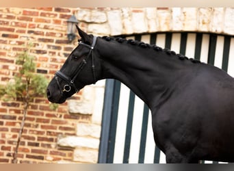 Dänisches Warmblut, Wallach, 6 Jahre, 185 cm, Rappe