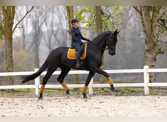 Dänisches Warmblut, Wallach, 6 Jahre, 185 cm, Rappe