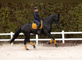 Dänisches Warmblut, Wallach, 6 Jahre, 185 cm, Rappe