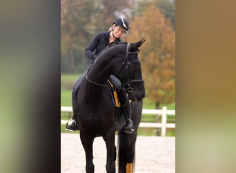 Dänisches Warmblut, Wallach, 6 Jahre, 185 cm, Rappe