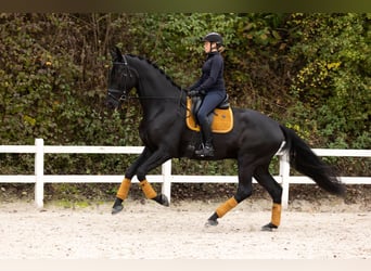 Dänisches Warmblut, Wallach, 6 Jahre, 185 cm, Rappe