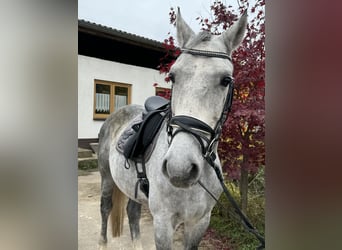 Dänisches Warmblut, Wallach, 7 Jahre, 165 cm, Blauschimmel