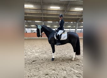 Dänisches Warmblut, Wallach, 7 Jahre, 165 cm, Rappe