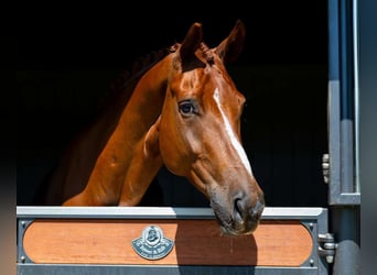 Dänisches Warmblut, Wallach, 7 Jahre, 170 cm, Dunkelfuchs