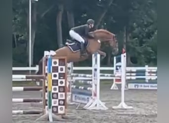 Dänisches Warmblut, Wallach, 8 Jahre, 165 cm, Fuchs