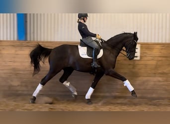 Dänisches Warmblut, Wallach, 8 Jahre, 168 cm, Rappe