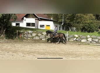 Dänisches Warmblut, Wallach, 8 Jahre, 169 cm, Dunkelbrauner