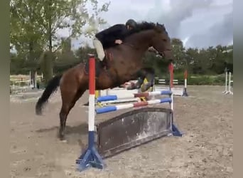 Dänisches Warmblut, Wallach, 8 Jahre, 172 cm, Brauner