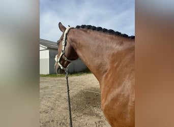 Dänisches Warmblut, Wallach, 8 Jahre, 172 cm, Rotbrauner