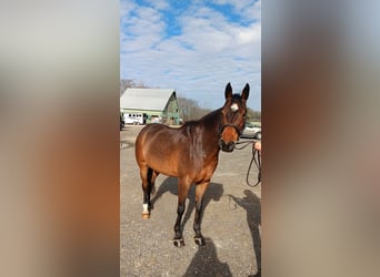 Dänisches Warmblut Mix, Wallach, 9 Jahre, 152 cm, Rotbrauner
