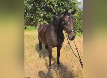 Dänisches Warmblut, Wallach, 9 Jahre, 162 cm, Dunkelbrauner