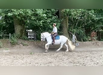 Dales Pony, Castrone, 10 Anni, 135 cm, Grigio